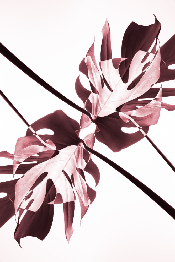 Abstract Botanical Reflection — Fine-art paper