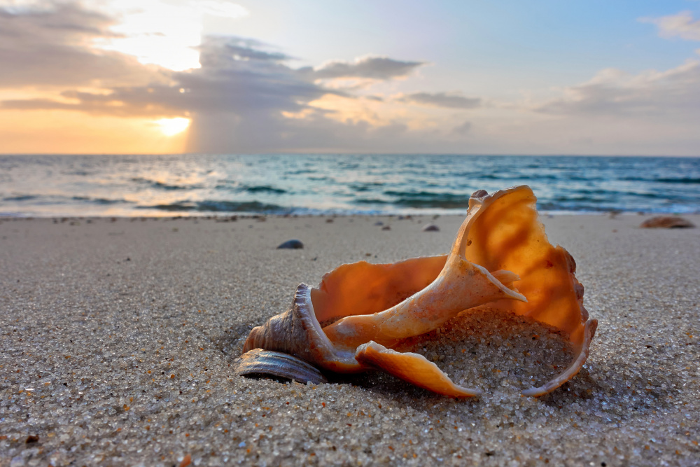 Broken Seashell Sunset Beach — Canvas