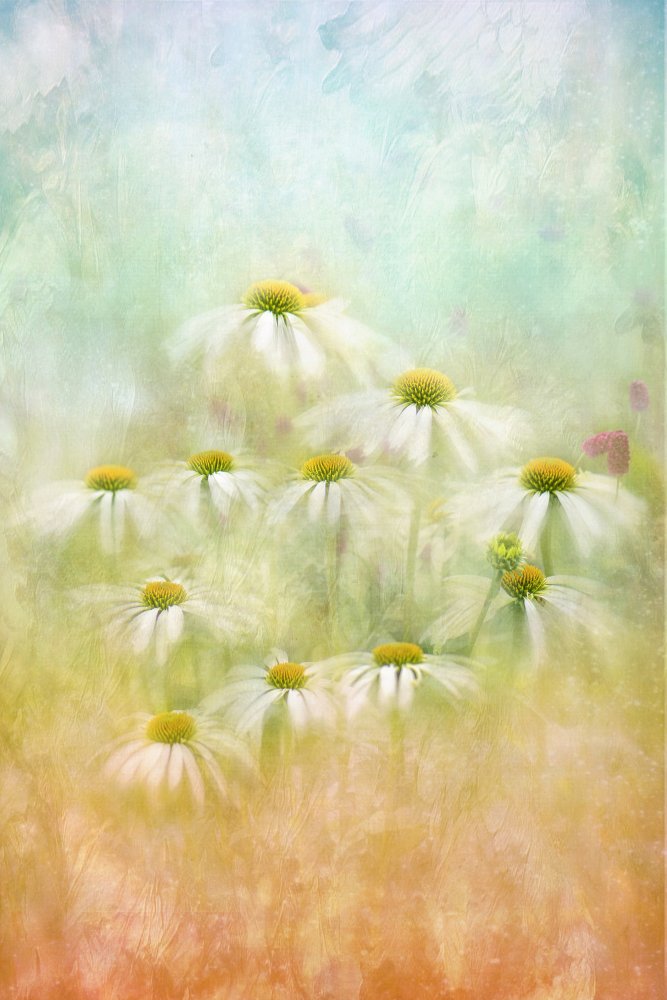 Dreamy Daisy Field — Canvas