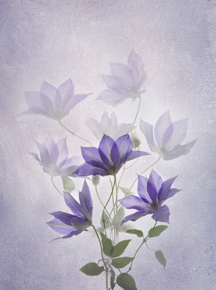 Dreamy Lavender Clematis — Canvas