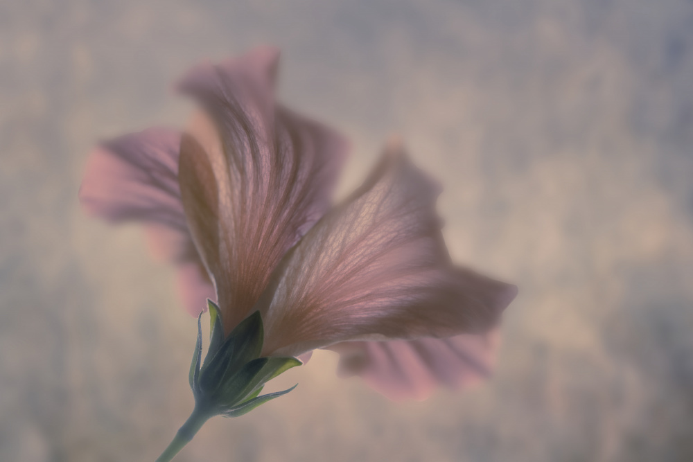 Dreamy Pink Bloom — Canvas