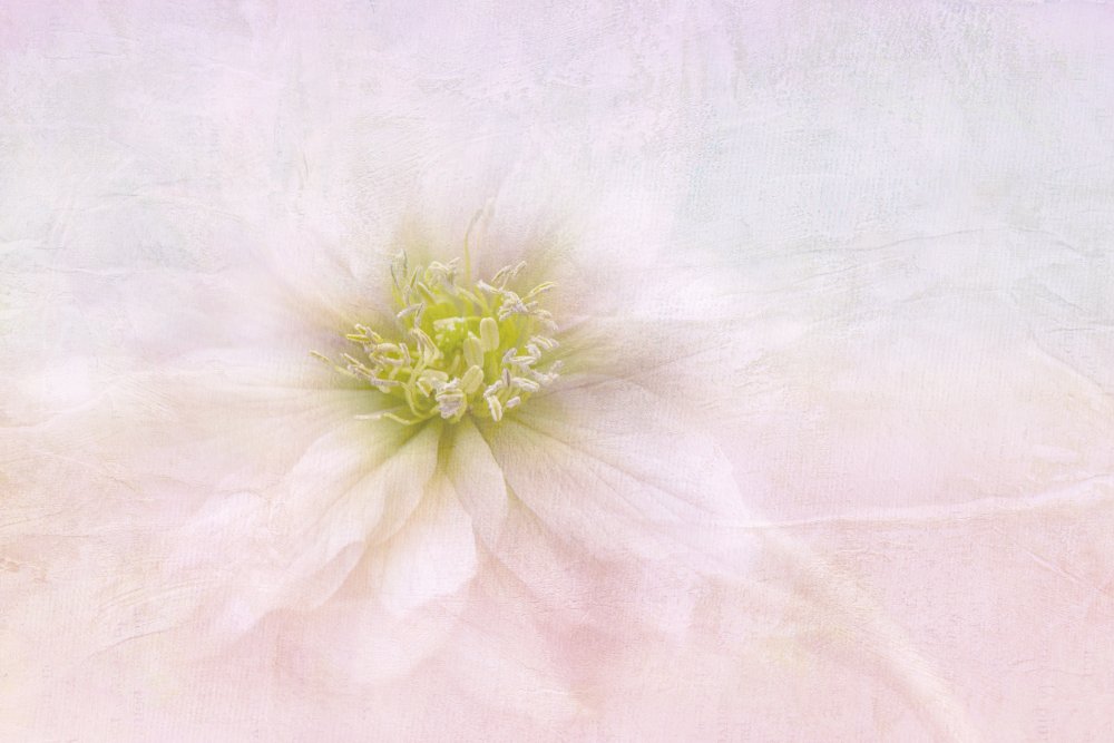 Elegant Pastel Bloom — Canvas