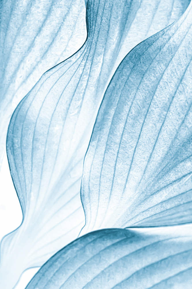 Icy Waves — Canvas