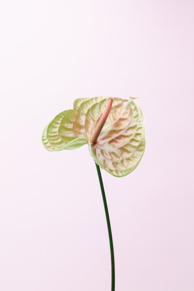 Pastel Anthurium Flower — Framed canvas