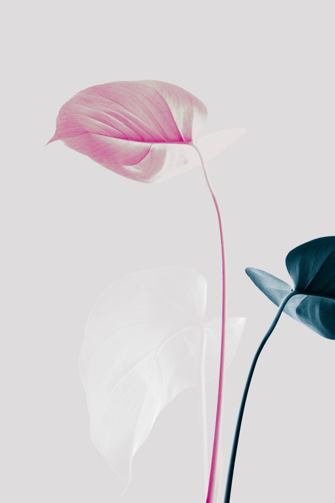 Pink Blue Botanical — Fine-art paper