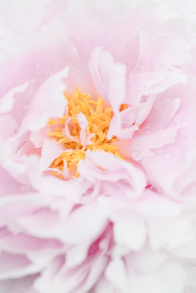 Pink Peony Bloom — Canvas