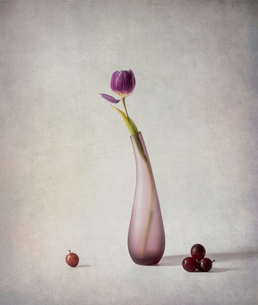 Purple Tulip Still Life — Canvas