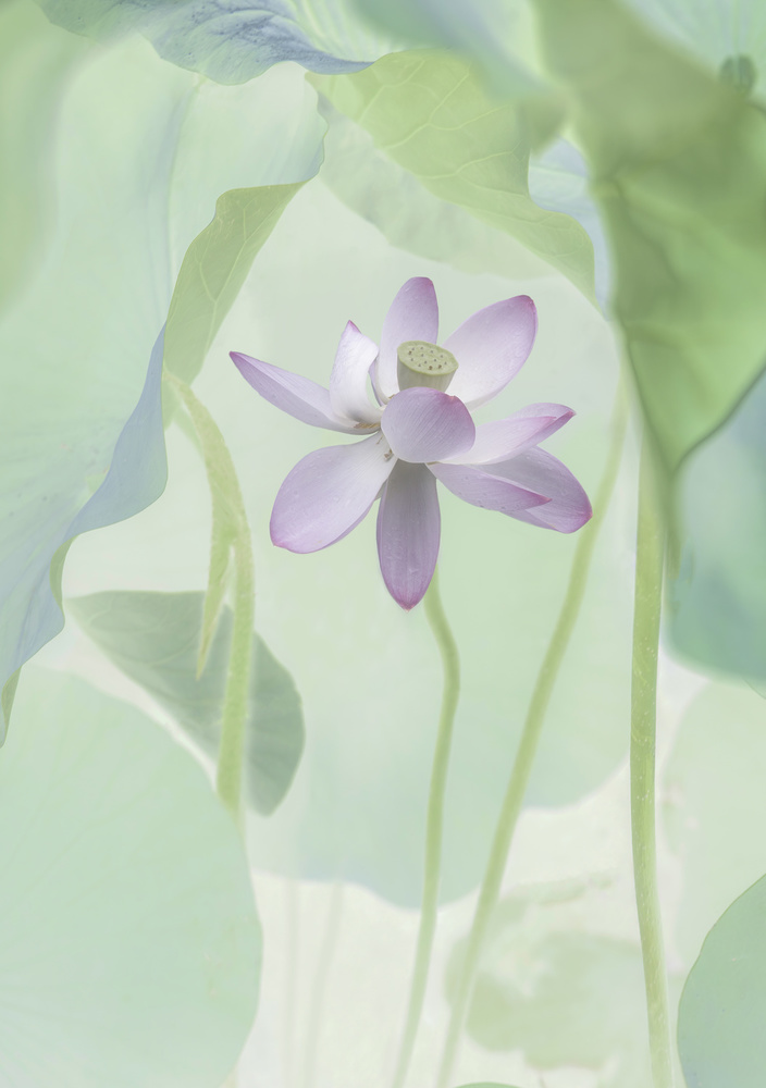 Serene Pink Lotus — Canvas