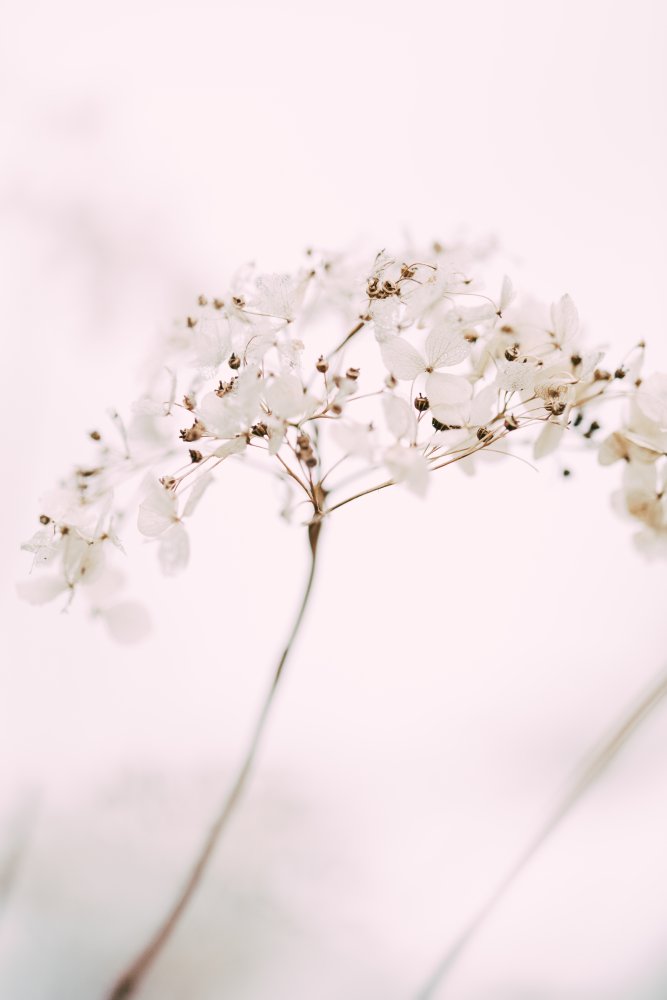 Soft dried flower pink — Framed canvas