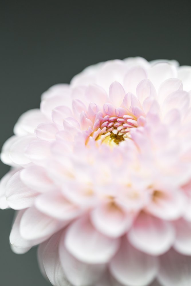 Soft Pink Dahlia — Fine-art paper