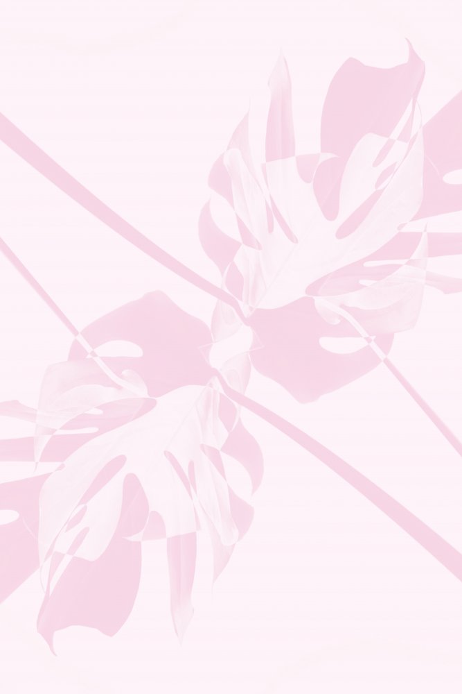 Soft Pink Monstera — Canvas