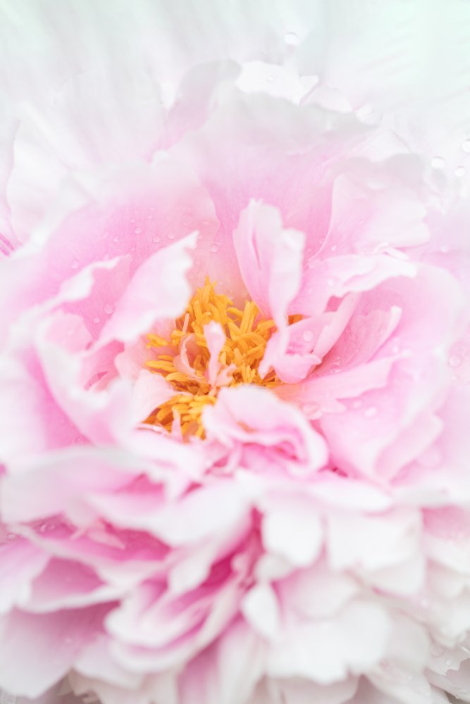Soft Pink Peony — Canvas