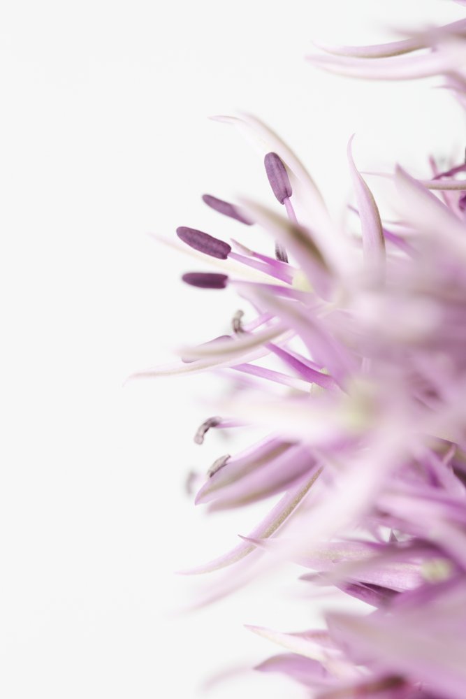 Soft Purple Bloom — Canvas