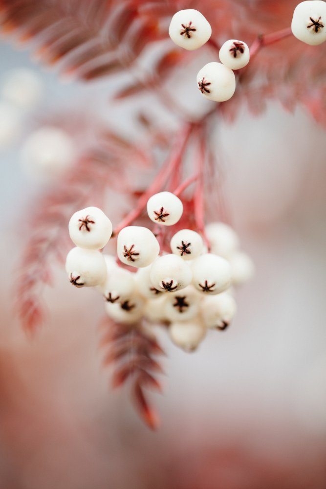 Soft White Berries — Canvas
