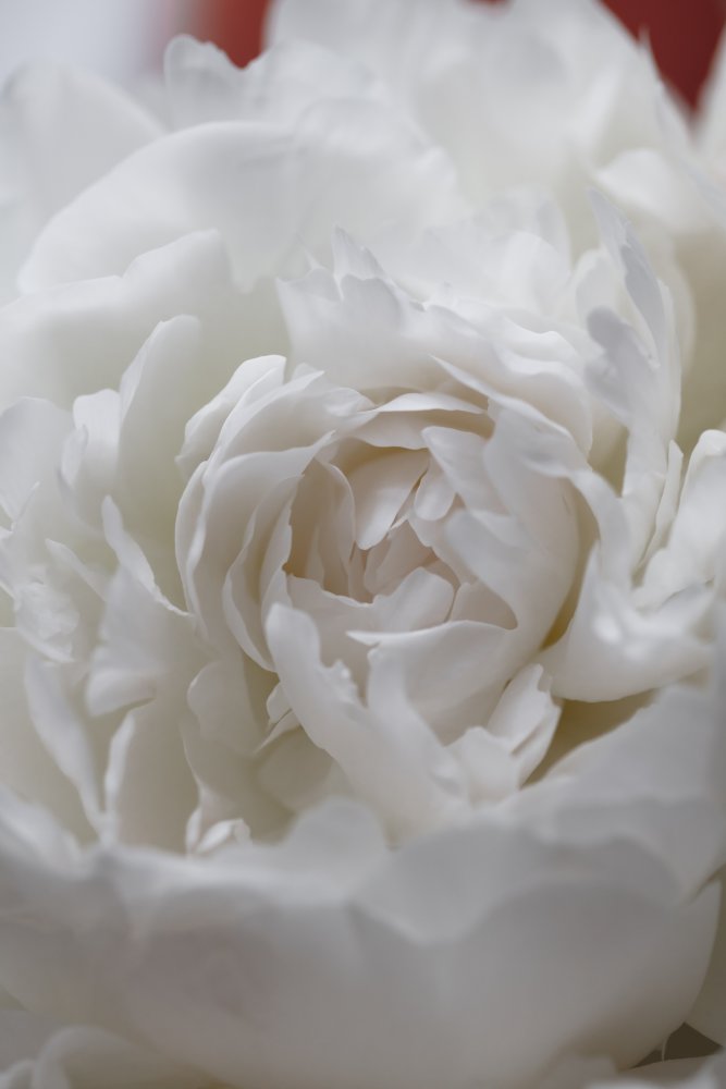 Soft White Peony — Canvas