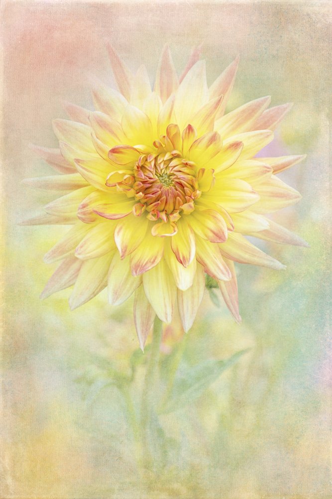 Soft Yellow Dahlia — Framed canvas