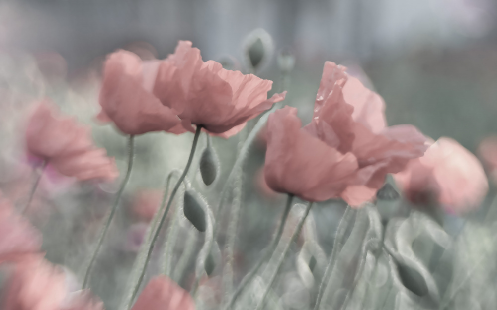 Softly — Canvas