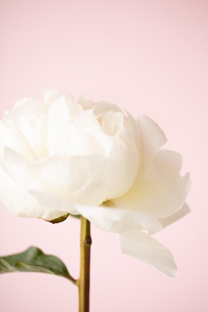 White Peony Soft Pink — Framed canvas