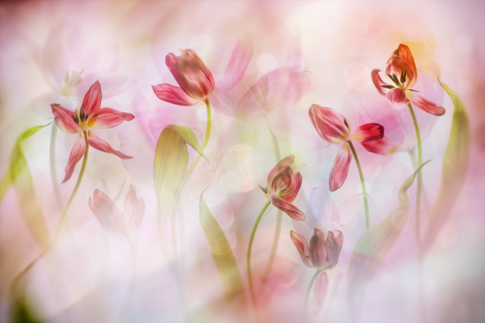 Dreamy Pastel Tulips — Canvas