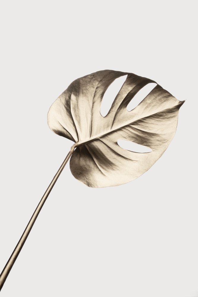 Elegant Monstera Leaf — Framed canvas