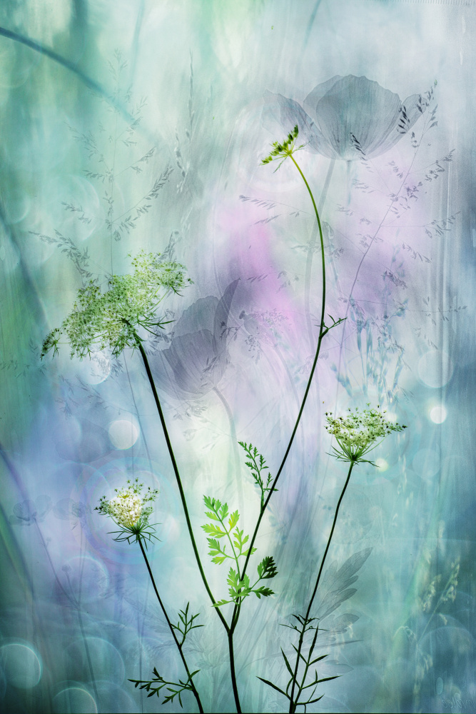 Ethereal Wild Blooms — Framed canvas