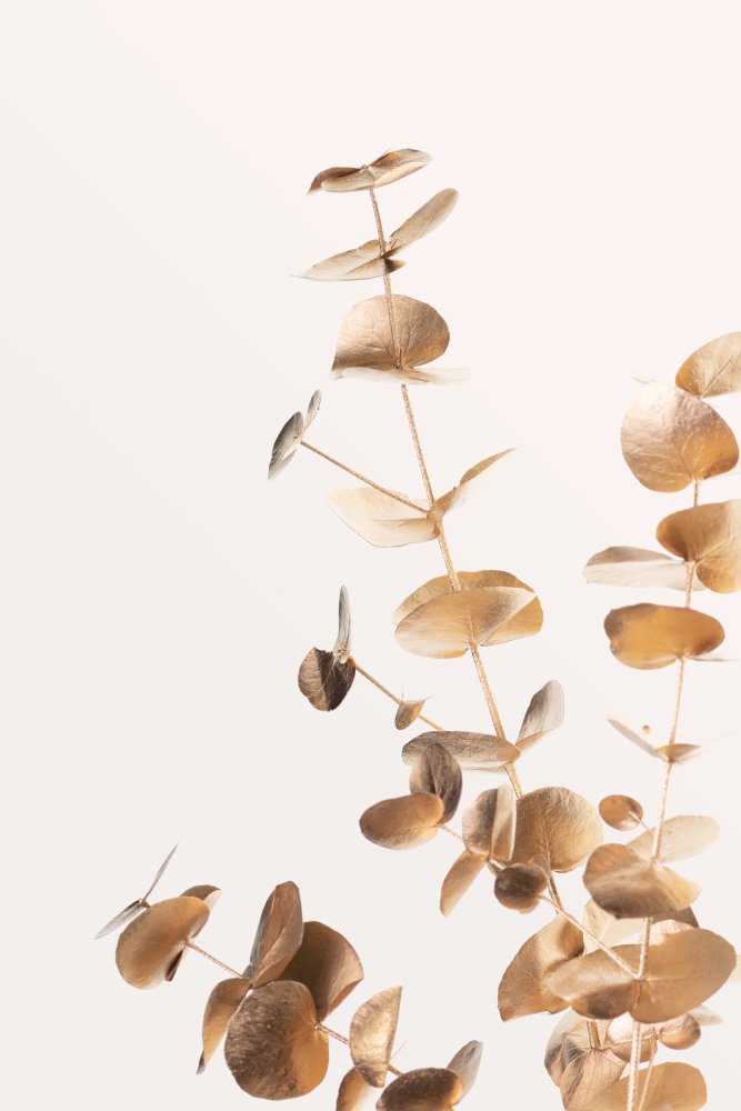 Eucalyptus Gold No 05 — Canvas