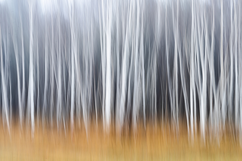 Golden Forest Impression — Canvas