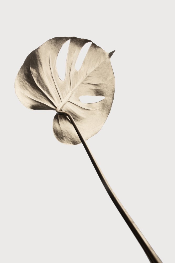 Minimal Monstera Leaf — Canvas