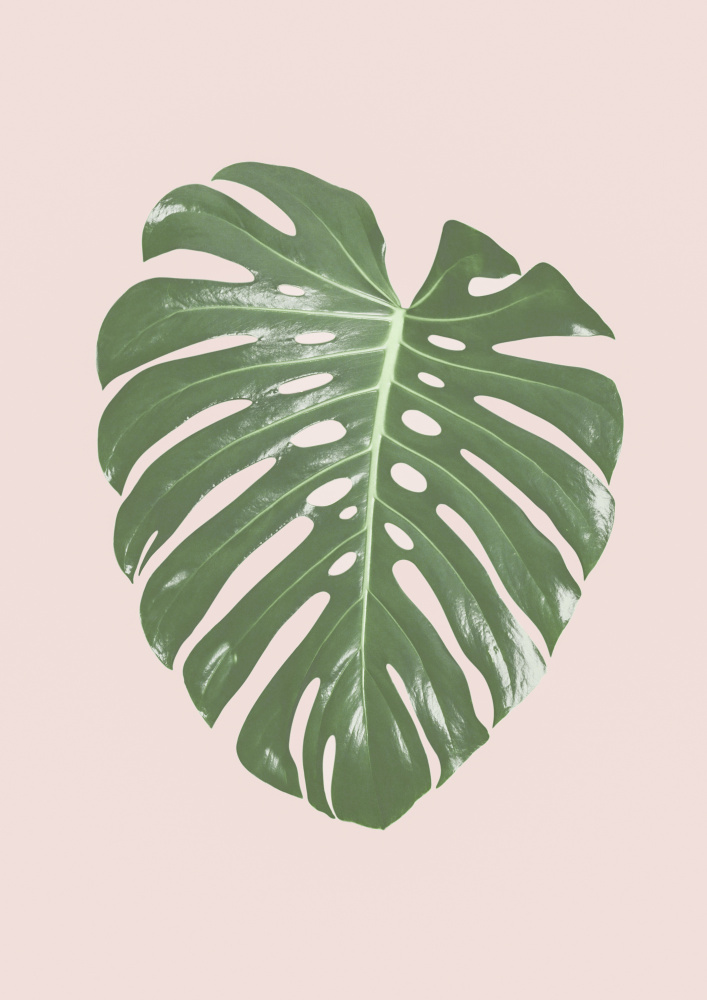 Monstera Leaf Blush — Canvas