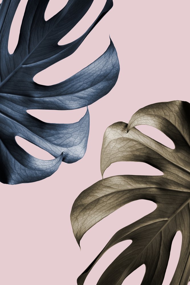 Tropical Leaf Contrast — Fine-art paper