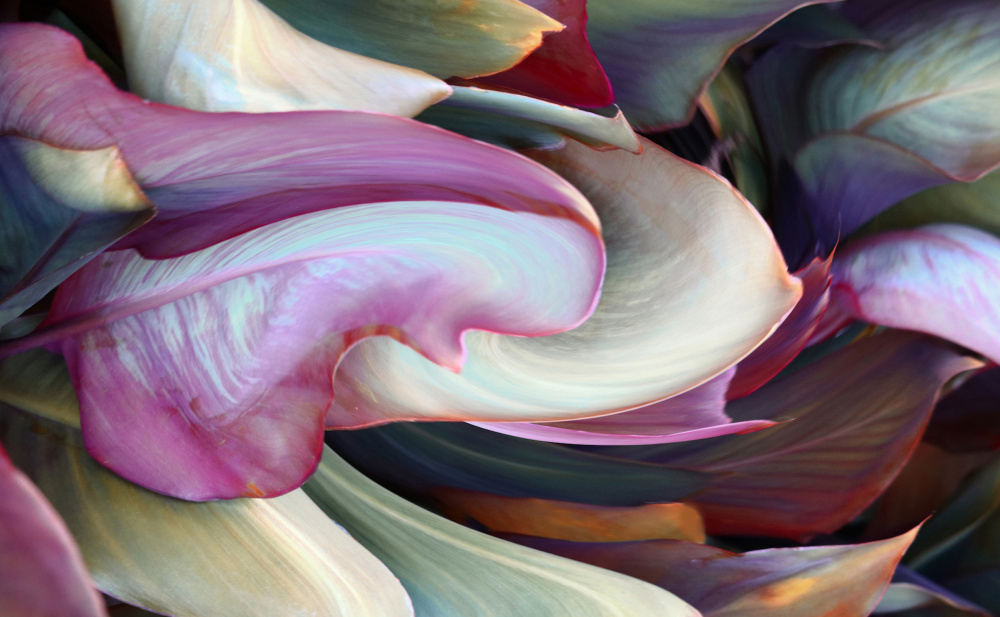Vibrant Botanical Curves — Canvas