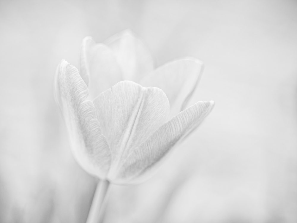 Soft Tulip Study — Canvas