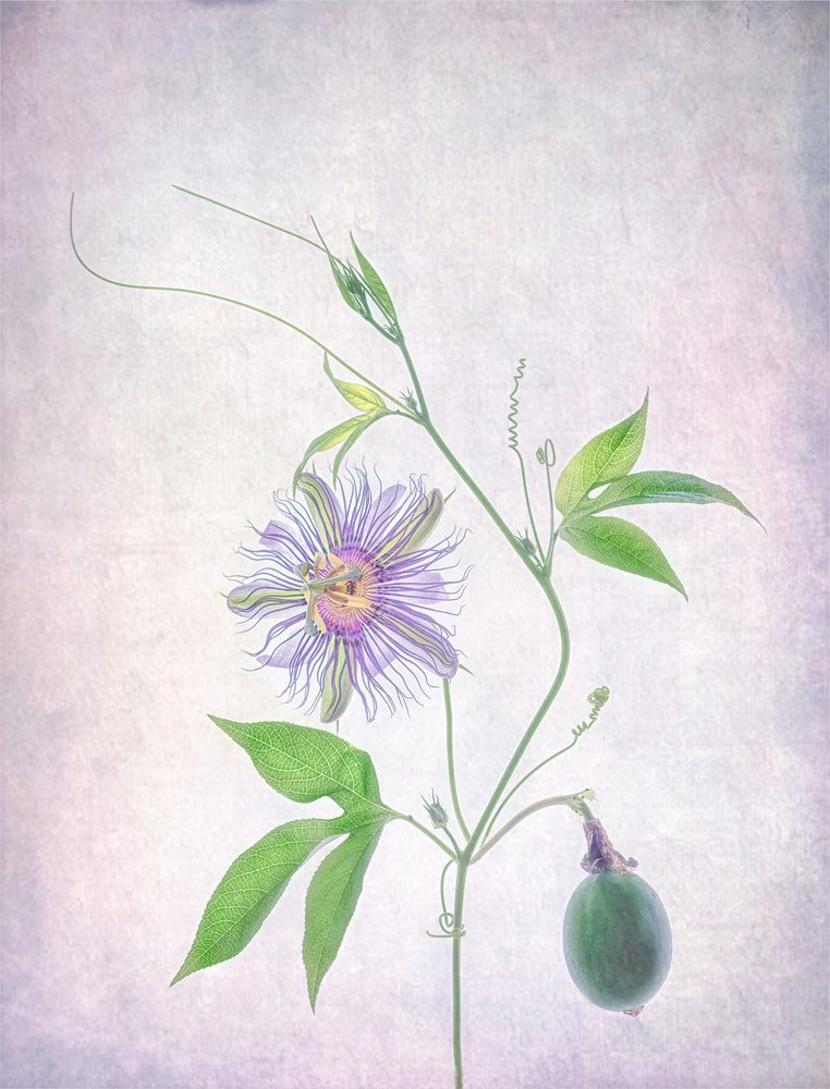 Vibrant Passion Flower — Canvas