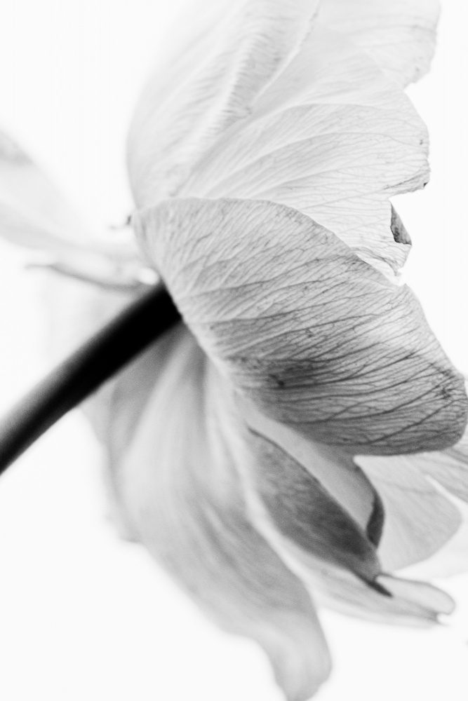 Blooming Flower — Canvas