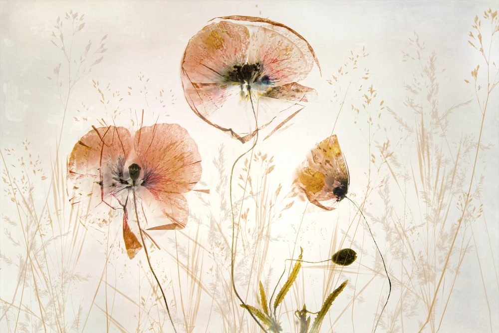 Light And Soft — Canvas