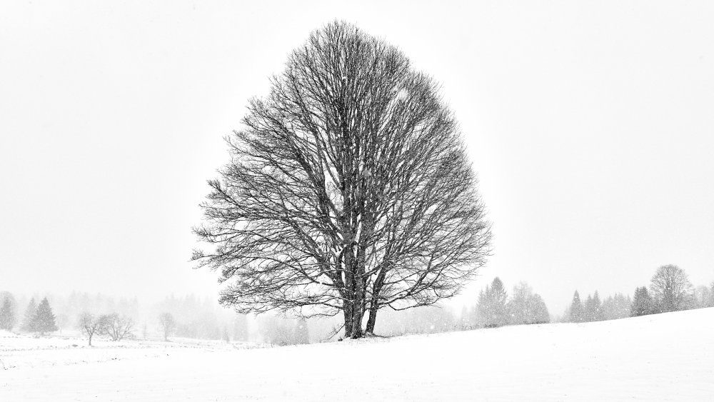 Lonely Tree — Canvas