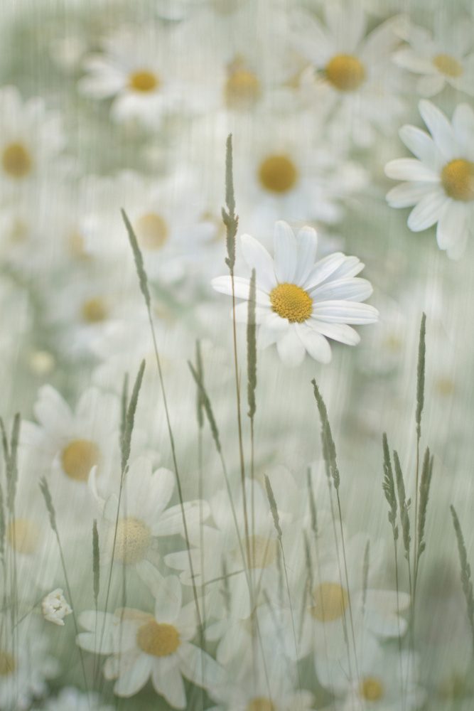 Midsummer Meadow — Canvas