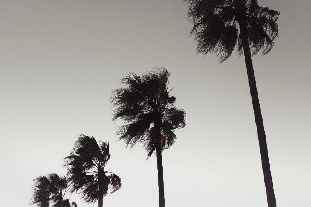 Palm 004 — Canvas