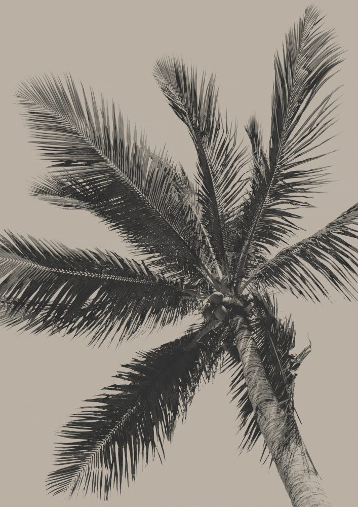 Palm Tree — Canvas