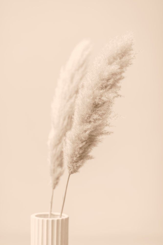 Pampas Grass Begie 13 — Canvas