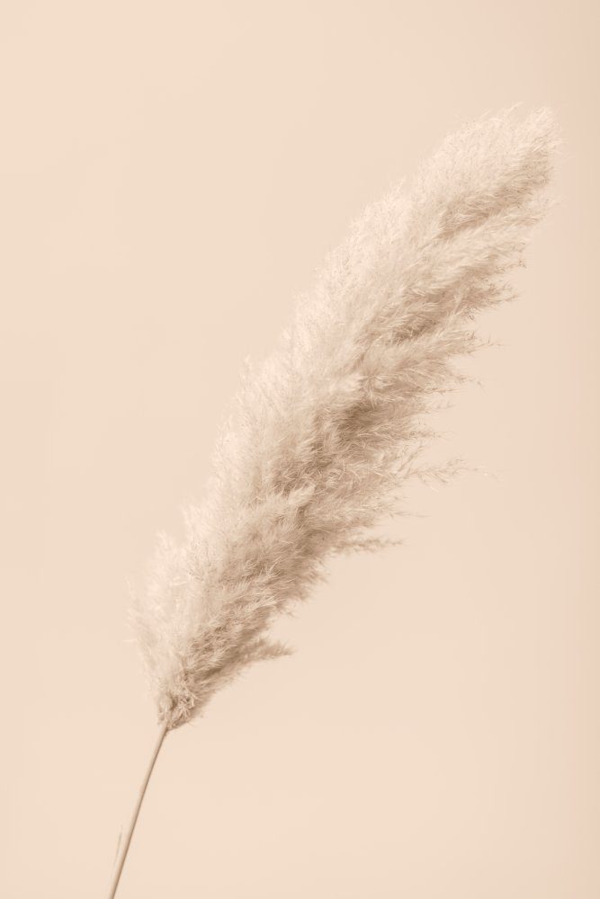 Pampas Grass Begie 14 — Canvas