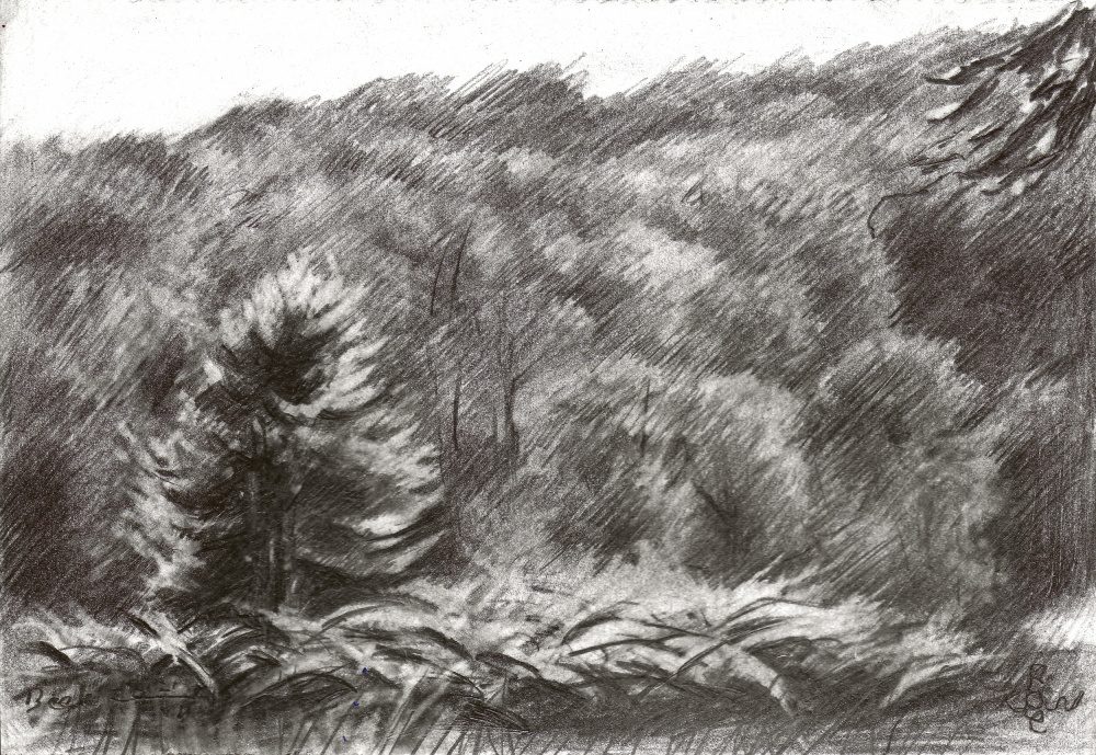 Pine Forest Drawing — Canvas