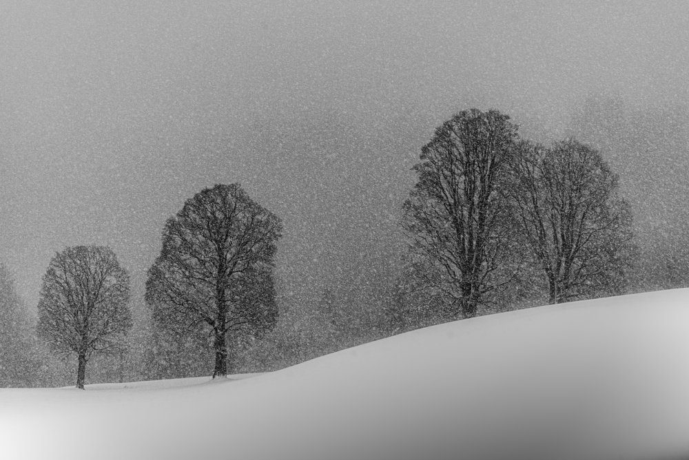 Snow White — Canvas