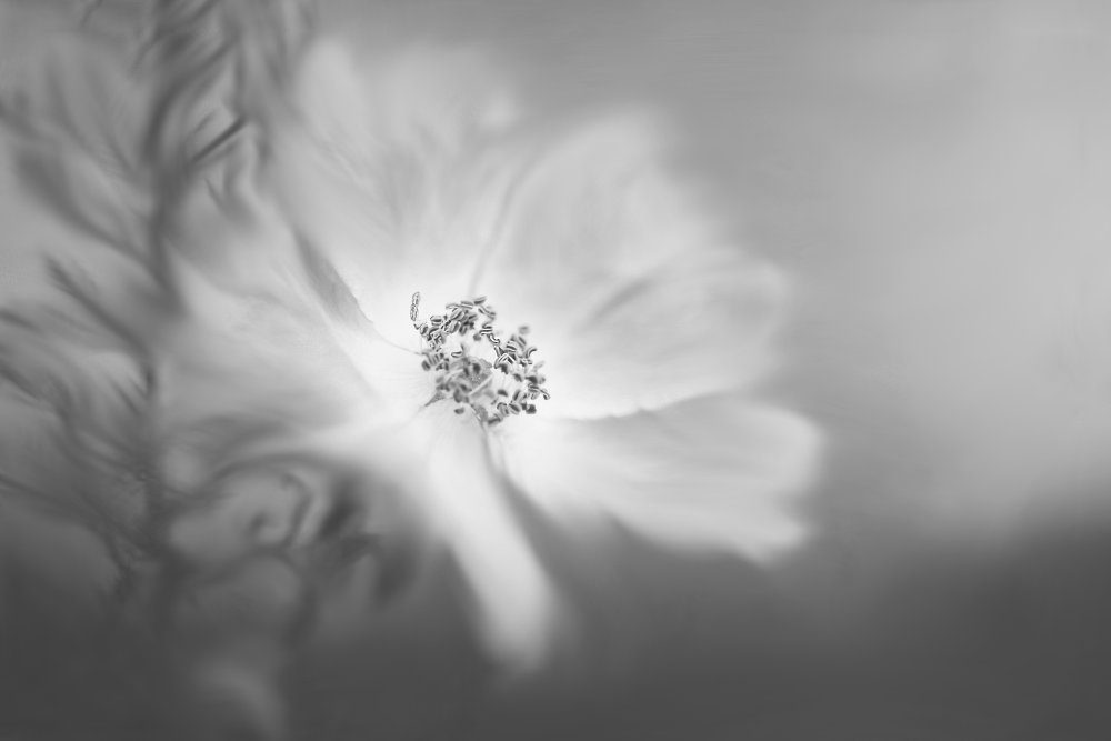 Soft Floral Glow — Canvas