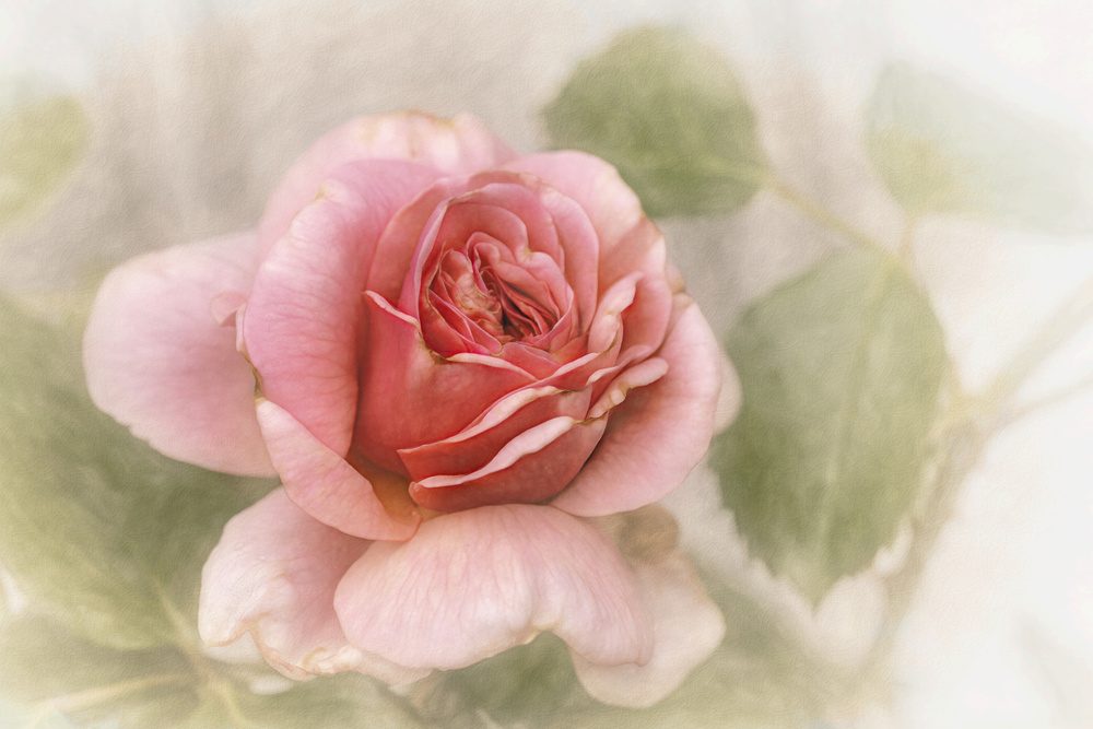 Soft Pink Rose — Canvas