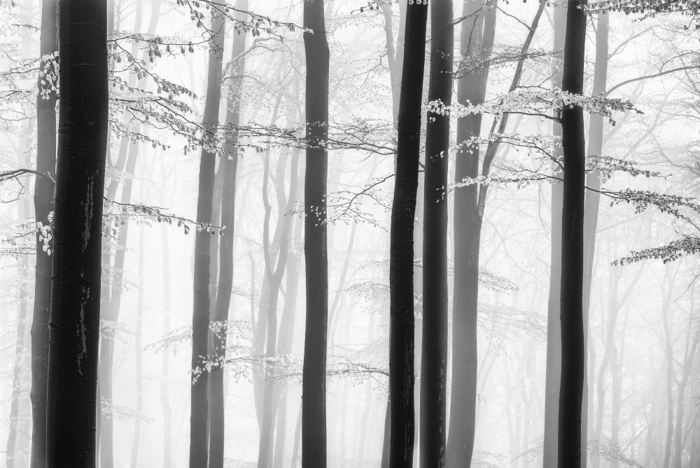 Spring Trees — Canvas