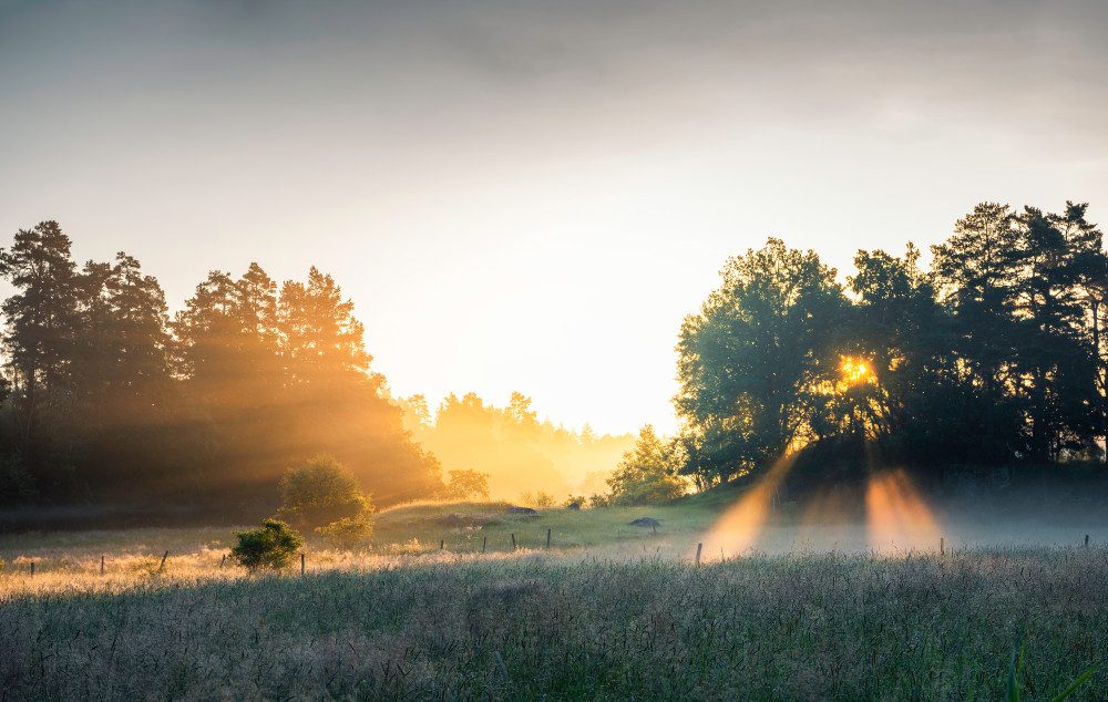 Summer Field With Sunrays — Canvas