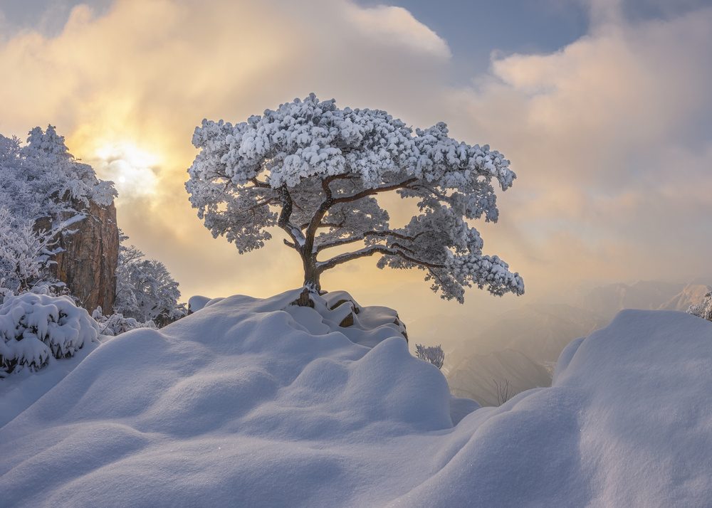 Temptation Of The White Tree — Canvas