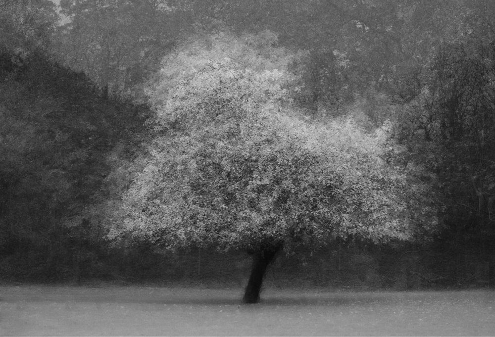 Tree Magic — Canvas