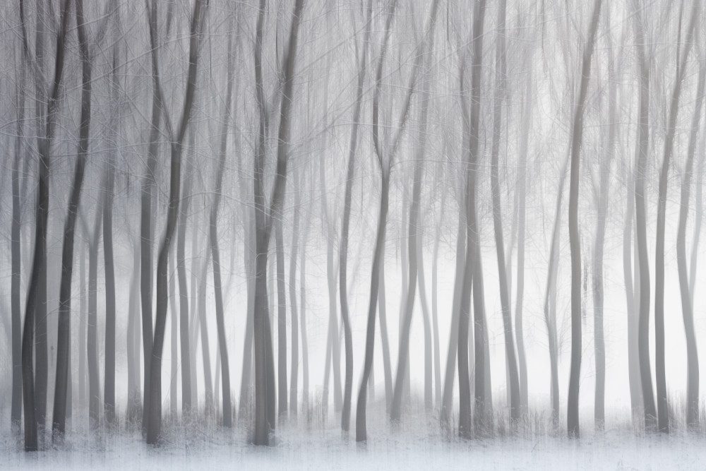 Trees — Canvas